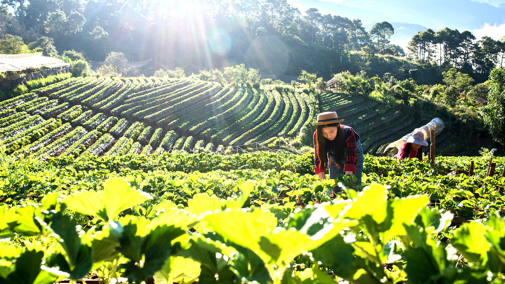 Consultoría para la certificación ISO 22000