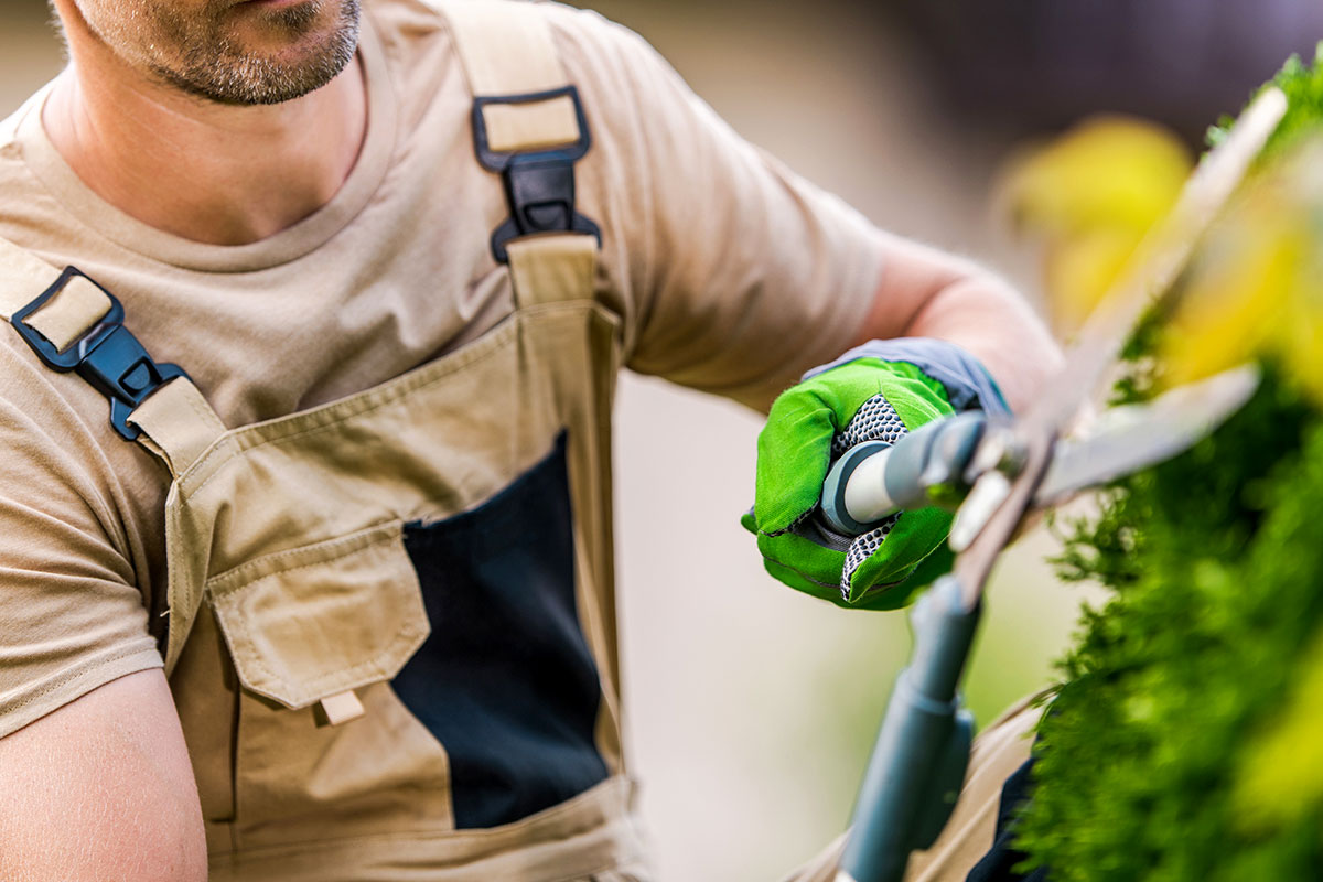 Estándar de competencia: EC1550 Prestación de servicios de jardinería, limpieza y mantenimiento de áreas verdes y pétreas.
